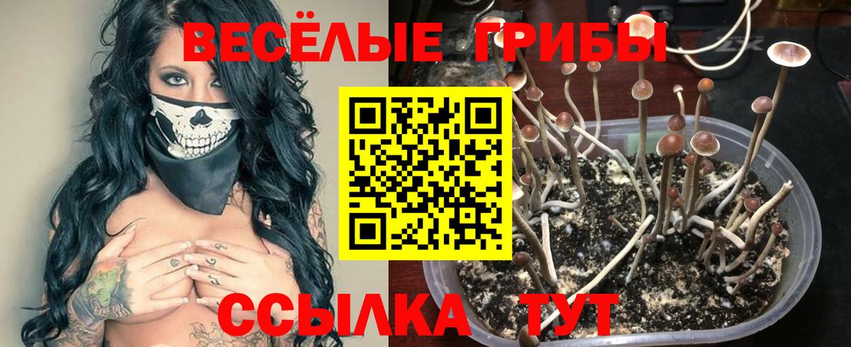 Псилоцибиновые грибы мицелий Гай